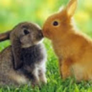 Meet your Posher, Asteri